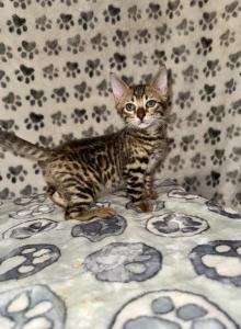 Bobbi the bobtailed Bengal - Bengal Kitten For Sale - San Diego&comma; CA&comma; US