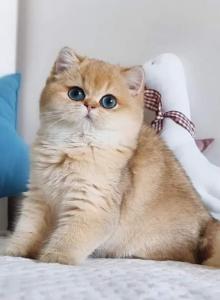 ALPHASTAR cattery llc - Scottish Fold Kitten For Sale - Levittown, PA, US ALPHASTAR cattery llc - Scottish Fold Kitten For Sale - Levittown, PA, US