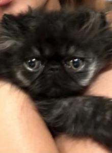 Black smoke - Persian Kitten For Sale - Clay&comma; PA&comma; US