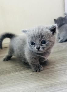 No name - British Shorthair Kitten For Sale - Eastvale&comma; CA&comma; US