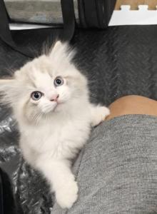 Wobbly Syndrome Bicolor Male - Ragdoll Kitten For Sale - Westborough, MA, US Wobbly Syndrome Bicolor Male - Ragdoll Kitten For Sale - Westborough, MA, US
