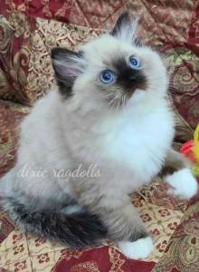 Annabelle - Ragdoll Kitten For Sale - Port Orange&comma; FL&comma; US