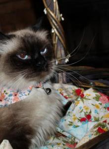 Queenie - Ragdoll Cat For Sale - Ocala&comma; FL&comma; US