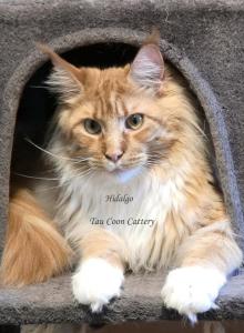 Hidalgo - Maine Coon Cat For Sale - Longmont&comma; CO&comma; US