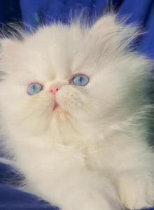 Beautiful dollface all white blue eyes male - Persian Kitten For Sale - CA&comma; US