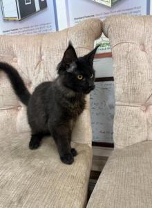 Two Blacksmoke males in Atlanta Georgia - Maine Coon Kitten For Sale - Atlanta, GA, US Two Blacksmoke males in Atlanta Georgia - Maine Coon Kitten For Sale - Atlanta, GA, US