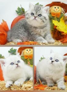 ESH Health Tested Ready October - Exotic Kitten For Sale - FL&comma; US
