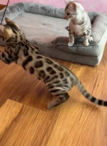 BENGAL KITTEN CHARCOAL MALE - Bengal Kitten For Sale - Hoffman Est, IL, US BENGAL KITTEN CHARCOAL MALE - Bengal Kitten For Sale - Hoffman Est, IL, US