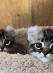 Highland Lynx Kittens Oct 25 - Highlander Kitten For Adoption - Milford, NH, US Highland Lynx Kittens Oct 25 - Highlander Kitten For Adoption - Milford, NH, US