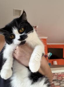 Regina - Persian Cat For Sale - Center Groton, CT, US Regina - Persian Cat For Sale - Center Groton, CT, US