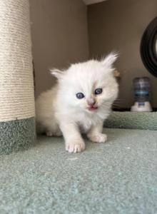 Biscuit Rare Lilac Ragdoll - Ragdoll Kitten For Adoption - PA, US Biscuit Rare Lilac Ragdoll - Ragdoll Kitten For Adoption - PA, US