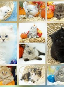 CFA Health Tested - Persian Kitten For Sale - FL&comma; US