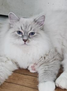King - Siberian Cat For Sale - New York, NY, US King - Siberian Cat For Sale - New York, NY, US