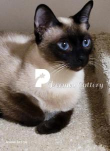 Thai Kittens Wichienmaat Siamese - Siamese Kitten For Sale - Poulsbo&comma; WA&comma; US