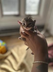 Leo Panera Rocky smoky - Bengal Kitten For Adoption - Clifton, NJ, US Leo Panera Rocky smoky - Bengal Kitten For Adoption - Clifton, NJ, US