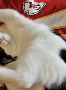 Blake - Ragdoll Kitten For Sale - Overland Park&comma; KS&comma; US