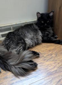 Mufasa - Maine Coon Cat For Sale - Freysville&comma; PA&comma; US