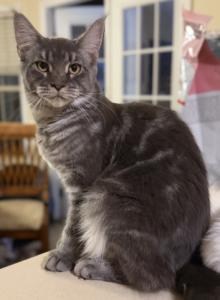 Lily Blue Marble female - Maine Coon Cat For Sale - Grant Valkaria&comma; FL&comma; US