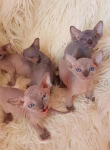 Canadian Sphynx Kittens - Sphynx Kitten For Sale - Orlando, FL, US Canadian Sphynx Kittens - Sphynx Kitten For Sale - Orlando, FL, US