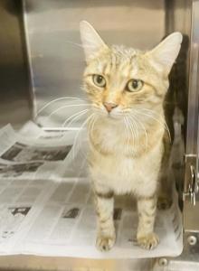 Cinnamon - Domestic Cat For Adoption - Seabrook, TX, US Cinnamon - Domestic Cat For Adoption - Seabrook, TX, US