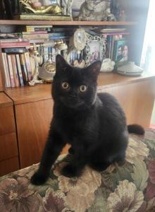 Jay Jay - Scottish Straight Kitten For Sale - Copperas Cove&comma; TX&comma; US