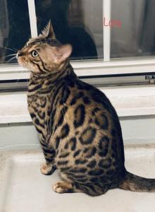 Lora & Oaklynn - Bengal Cat For Sale - ME, US Lora & Oaklynn - Bengal Cat For Sale - ME, US