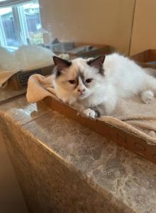 COCO PUFF - Ragdoll Kitten For Sale - Brookings&comma; OR&comma; US