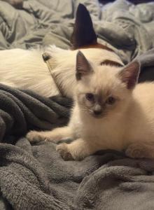 mistys litter - Siamese Kitten For Sale - Cleveland&comma; OH&comma; US