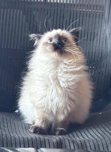 Teddy - Ragdoll Kitten For Sale - IL, US Teddy - Ragdoll Kitten For Sale - IL, US