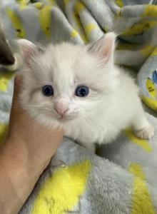 October 22 - Siberian Kitten For Sale - Andover, MN, US October 22 - Siberian Kitten For Sale - Andover, MN, US