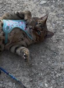 Amazing Male Bengal - Bengal Cat For Sale - AR&comma; US