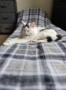 Ghost - American Bobtail Cat For Sale - Germantown, MD, US Ghost - American Bobtail Cat For Sale - Germantown, MD, US