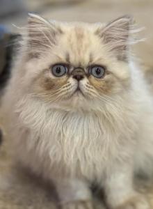Amethyst Available Himalayan Persian - Himalayan Kitten For Sale - Lacey&comma; WA&comma; US