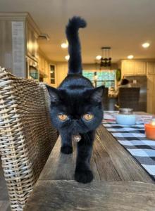 Pearl - Exotic Kitten For Sale - Poplarville, MS, US Pearl - Exotic Kitten For Sale - Poplarville, MS, US