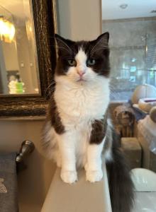 MOCHA LATTE - Ragdoll Cat For Sale - Brookings, OR, US MOCHA LATTE - Ragdoll Cat For Sale - Brookings, OR, US