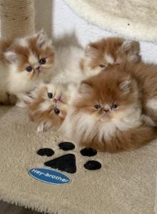 Persians kittys - Persian Kitten For Sale - Los Angeles, CA, US Persians kittys - Persian Kitten For Sale - Los Angeles, CA, US