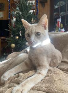 Braniff - Domestic Cat For Adoption - Kill Devil Hills, NC, US Braniff - Domestic Cat For Adoption - Kill Devil Hills, NC, US