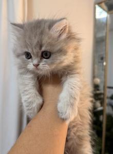 Smoky Scottish straight male - Scottish Straight Kitten For Sale - North Port, FL, US Smoky Scottish straight male - Scottish Straight Kitten For Sale - North Port, FL, US