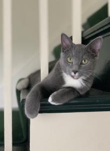 Cricket - Domestic Cat For Adoption - Brooklyn, NY, US Cricket - Domestic Cat For Adoption - Brooklyn, NY, US