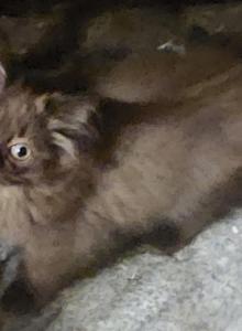 sweetheart pointed sepia - Ragdoll Kitten For Adoption - TN, US sweetheart pointed sepia - Ragdoll Kitten For Adoption - TN, US