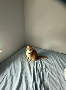 Tangerine - Scottish Fold Kitten For Adoption - Kissimmee, FL, US Tangerine - Scottish Fold Kitten For Adoption - Kissimmee, FL, US