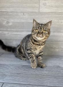 Darka - Scottish Straight Cat For Adoption - Wendell&comma; NC&comma; US