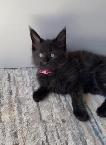 Midnight - Maine Coon Kitten For Adoption - Lebanon, OH, US Midnight - Maine Coon Kitten For Adoption - Lebanon, OH, US