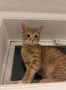 Baritone - American Shorthair Kitten For Adoption - Saint Charles, MD, US Baritone - American Shorthair Kitten For Adoption - Saint Charles, MD, US