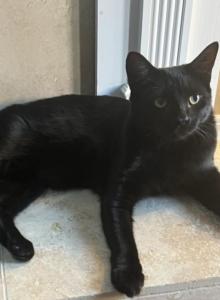 Clover & Maybelline - Domestic Cat For Adoption - Auburn, WA, US Clover & Maybelline - Domestic Cat For Adoption - Auburn, WA, US