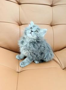 Curly - Siberian Kitten For Adoption - Fairfax, VA, US Curly - Siberian Kitten For Adoption - Fairfax, VA, US