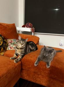 Raya and Izzy - American Shorthair Cat For Adoption - Atlanta, GA, US Raya and Izzy - American Shorthair Cat For Adoption - Atlanta, GA, US