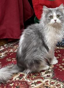 Silver Lynx Purebred Ragdoll - Ragdoll Cat For Adoption - PA, US Silver Lynx Purebred Ragdoll - Ragdoll Cat For Adoption - PA, US
