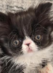 XMAS BABY Black and white boy - Persian Kitten For Sale - Clay, PA, US XMAS BABY Black and white boy - Persian Kitten For Sale - Clay, PA, US