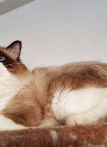Barsik - Ragdoll Cat For Sale - Brooklyn, NY, US Barsik - Ragdoll Cat For Sale - Brooklyn, NY, US